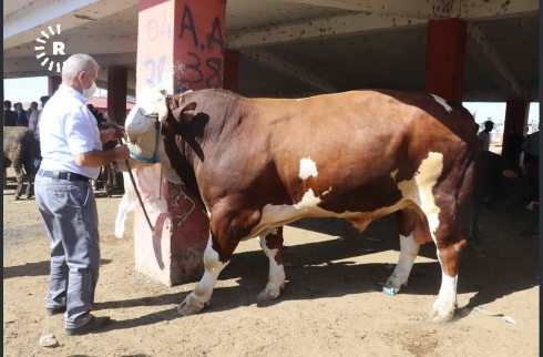 Li Agirî conegayên ji tonekê zêdetir in li benda firotinê ne